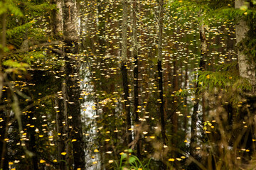 Obraz premium forest lake among trees, selective focus
