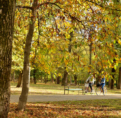 walk in the park, autumn, park, trees, fall, tree, forest, yellow, nature, leaves, leaf, season, landscape, green, path, foliage, outdoors, color, road, woods, orange, red, gold, grass, alley, golden