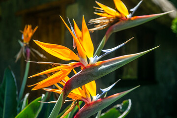 Strelitzia Reginae flower in South Africa...