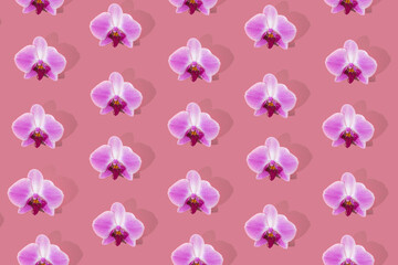 Pattern with pink bloom on pink background. Phalaenopsis orchid flower flat lay.