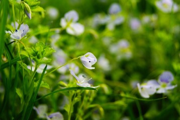 butterfly on a green grass