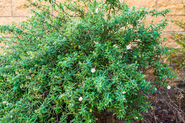 Rockrose shrub, decorative evergreen plant with beautiful small pink-white flowers