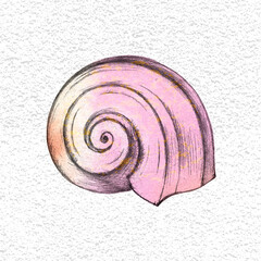Seashell, hand drawing. Object. Isolated.