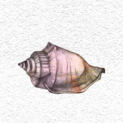 Seashell, hand drawing. Object. Isolated.