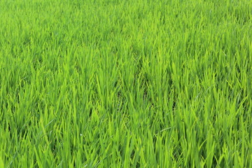 green rice field