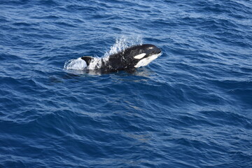 Orca (Orcinus orca) nadando y saltando con bonito fondo azul