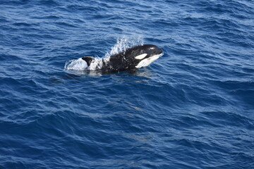 Orca (Orcinus orca) nadando y saltando con bonito fondo azul © Alfredo