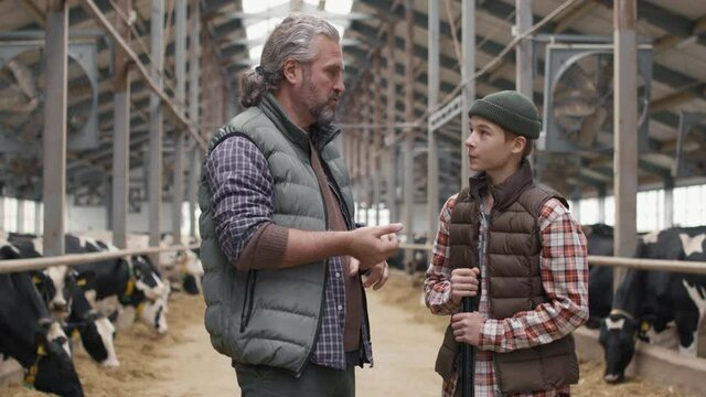 Medium shot of middle-aged male dairy farm owner with grey hair and beard giving tasks to 15-year-old boy with shovel. Cows standing in feedlots and eating hay