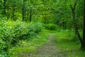 A well-worn, cozy earthen path in the park between trees and bushes on a warm summer day. Walking path in the park laid by the walkers themselves in a convenient place for them.