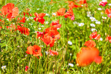Italy, Apulia, Metropolitan City of Bari, Locorotondo. Field of poppies.