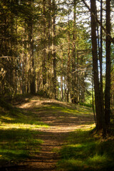 Obraz premium landscape in a pine forest, selective focus