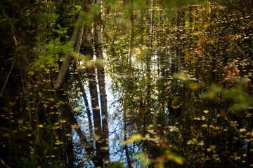 forest lake among trees, selective focus