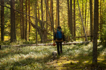 a man walks through a pine forest, selective focus