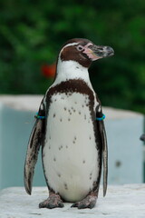 Funny penguins at the zoo