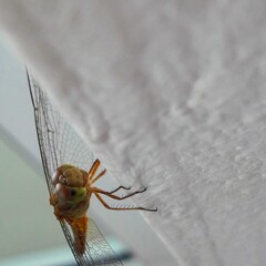 dragofl on the ground