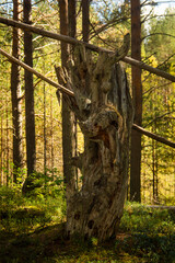 old trees, forest driftwood, selective focus