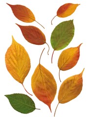 arrangement of multicolor various leaves as pattern close up