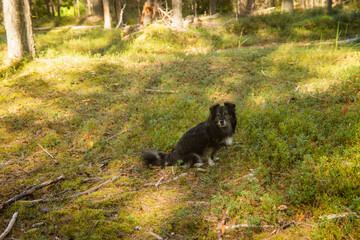 landscape with a dog in the forest, selective focus