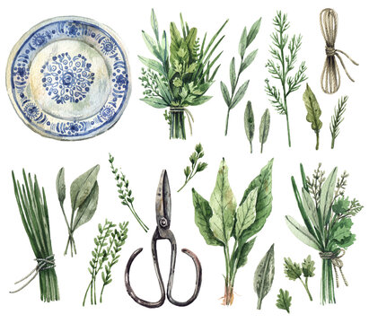 Large watercolor set of illustrations - gardening, kitchen herbs, provence. Parsley, dill, sage, oregano, thyme, mint, basil, bunches of herbs, rope, vintage scissors, ceramic plate - isolated on whit