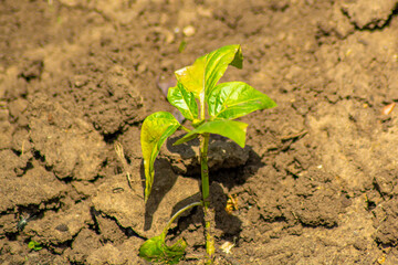 Sick pepper leaves in the garden on a sunny day, photo for the designer