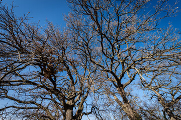 Closeup of a group of leafless oak trees in winter on clear blue sky. Coastline of Lake Garda, Rocca di Garda, Verona Province, Veneto, Italy, Europe.