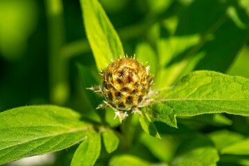 Unblown cornflowers on a sunny day, photo for design