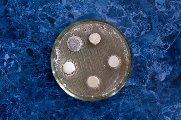 Colonies of bacteria on agar columns in a Petri dish, the Petri dish lies open on a laboratory table.