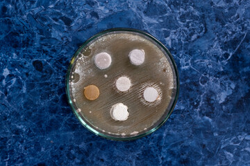 Colonies of bacteria on agar columns in a Petri dish, the Petri dish lies open on a laboratory...
