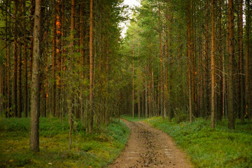 summer forest landscape, selective focus
