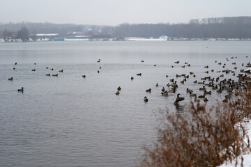 Many wild ducks swim in the winter lake. A flock of ducks in the water. A crowd of ducks floating on the water