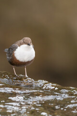 The Norway's national bird, portrait of White throated dipper (Cinclus cinclus)