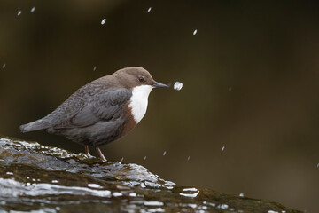 Fine art portrait of Dipper on the top of waterfall (Cinclus cinclus)