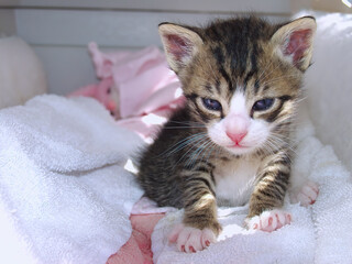 Kitten wakes up from a short nap surrounded by white bedding.