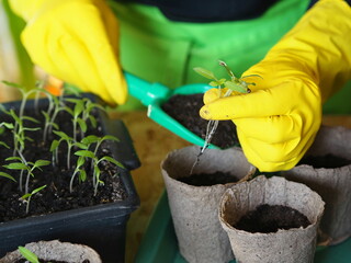 Woman is hands transplant small tomato seedlings into peat cups.