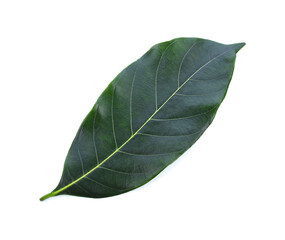 Obraz premium section of jackfruit isolated on white background