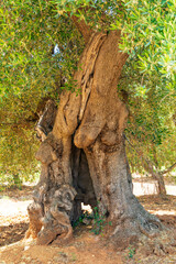 Obraz premium Italy, Apulia, Province of Brindisi, Ostuni. Huge ancient olive tree.