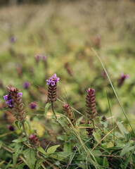 Purple flowers in the grass