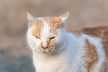 可愛い猫　茶白猫