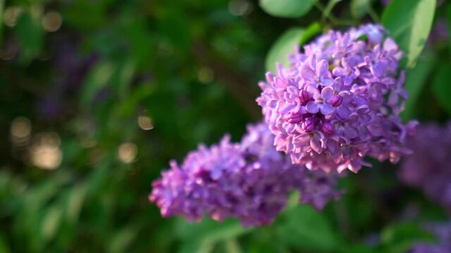 beautiful branch of blooming lilacs lit by the wind swaying in the wind