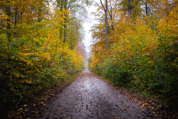 path in colorful autumn forest