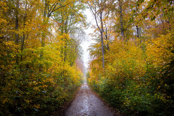 road in autumn in the forest
