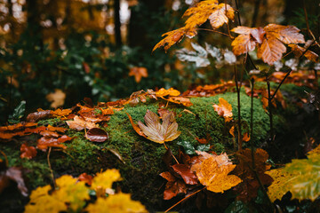 autumn leaves on moss in the woods