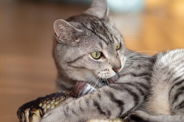 おもちゃで遊ぶ猫　サバトラ猫