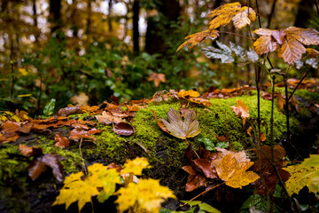 autumn leaves on moss in forest