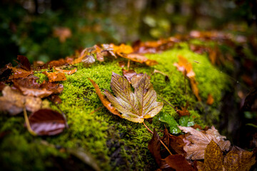 close up of autumn leaves on moss