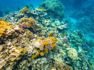 Naklejka na ściany i meble Underwater image of the colorful corals and tropical fishes in the Red Sea near Hurghada town in Egypt