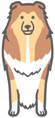 正面を向いたコリー犬のイラスト
