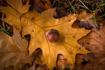 autumn leaves with acorn on the ground