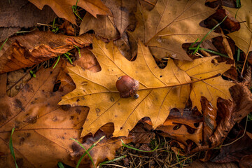 acorn on autumn leaves on the ground