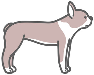 横向きのボストンテリアのイラスト